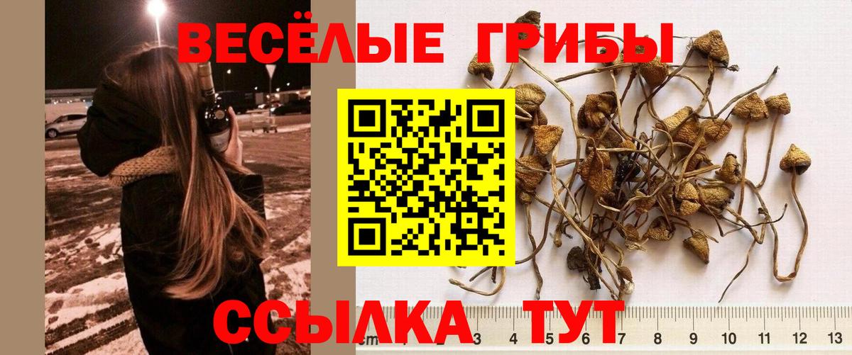 Елизово  Псилоцибиновые грибы ЛСД  закладки  Галлюциногенные грибы GOLDEN TEACHER  Вход с VPN 